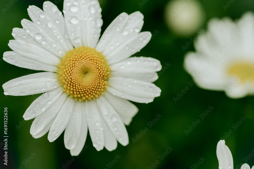Fototapeta premium White daisy flower with rain drops, macro floral background