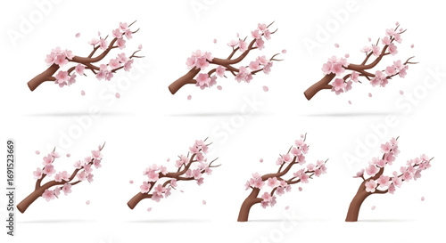 Spring Blossom A Sequence of Cherry Tree Branches in Bloom with Falling Petals