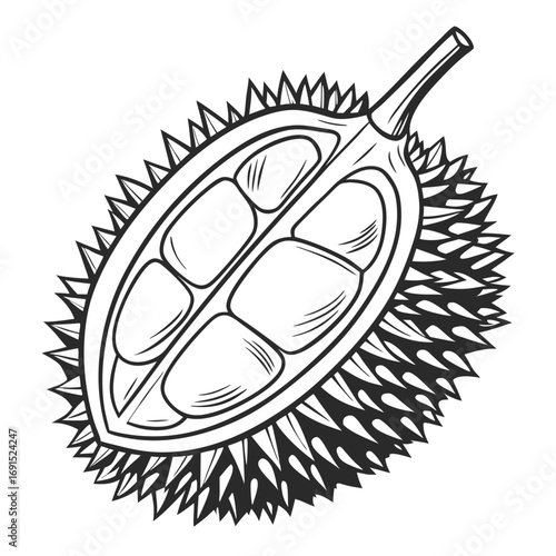 Detailed Durian Fruit Halved with Spiky Skin and Visible Pods.