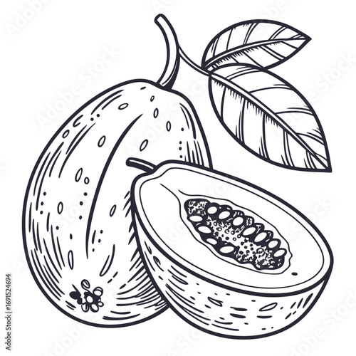 Hand drawn illustration of a whole papaya and a halved papaya with seeds.