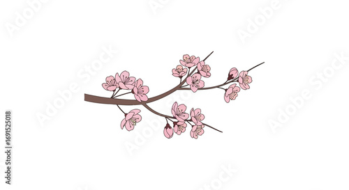 Delicate Pink Cherry Blossom Branch with Buds and Flowers, Isolated on White