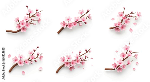A beautiful collection of blooming cherry blossom branches, a symbol of Japanese sakura and the delicate beauty of spring