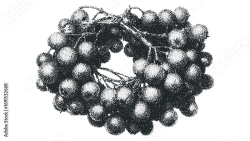 Bunch of tiny dark berries on stems stippled graphic on white. Vector hand drawn illustration