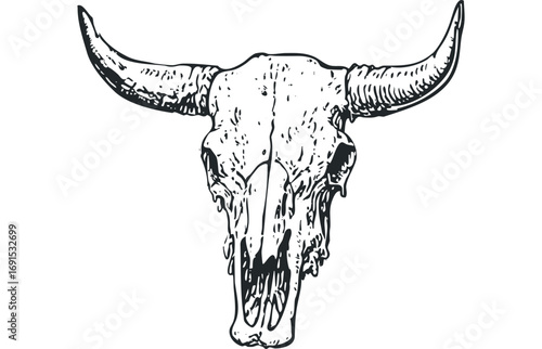Bovine skull with large curved horns detailed illustration. Vector hand drawn illustration