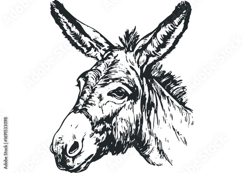 Line drawing head portrait of a donkey on transparent background. Vector hand drawn illustration