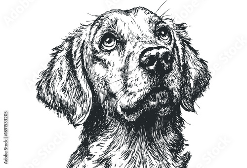 Pensive long haired dog looking up, hand drawn sketch on transparent. Vector hand drawn illustration