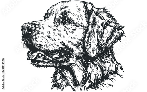 Detailed ink sketch portrait of a golden retriever dog on a white background. Vector hand drawn illustration