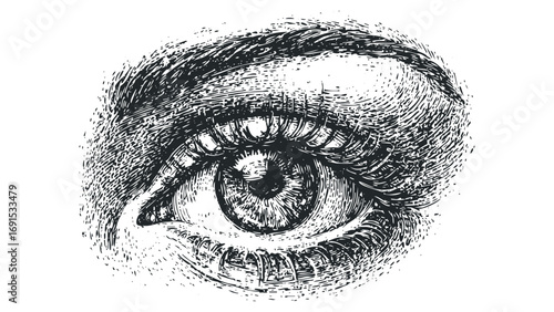 Engraved human eye with detailed lashes and iris on transparent background. Vector hand drawn illustration