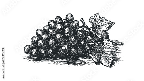 Ink sketch of ripe dark grapes with leaves on a transparent background. Vector hand drawn illustration