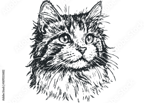 Fluffy long haired cat head sketch. Vector hand drawn illustration