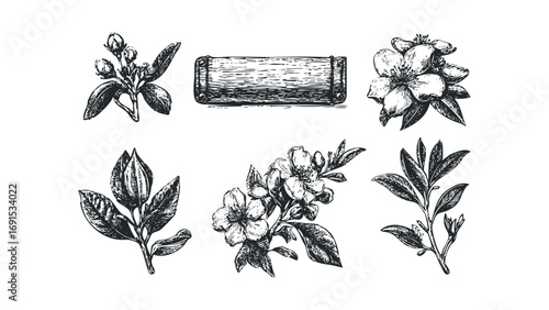 Collection of sketchy botanical elements with blossoms and leaves. Vector hand drawn illustration