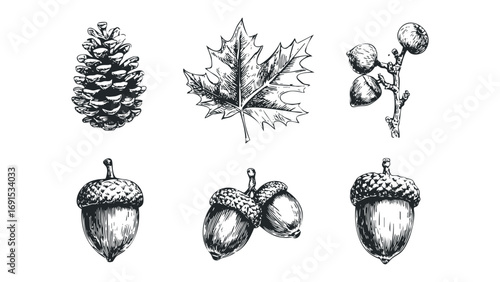 Hand drawn pine cone, oak leaf, and acorns on transparent background. Vector hand drawn illustration