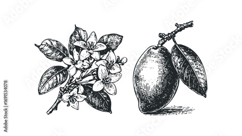 Botanical ink sketch of flowering branch and fruit. Vector hand drawn illustration