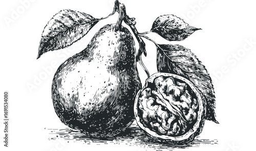 Vintage style pear and walnut sketch on transparent background. Vector hand drawn illustration