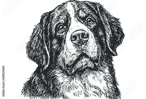 Sketch portrait of Bernese Mountain Dog head. Vector hand drawn illustration