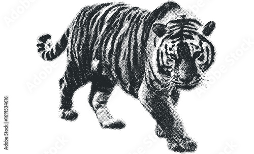Tiger walking transparent background halftones. Vector hand drawn illustration