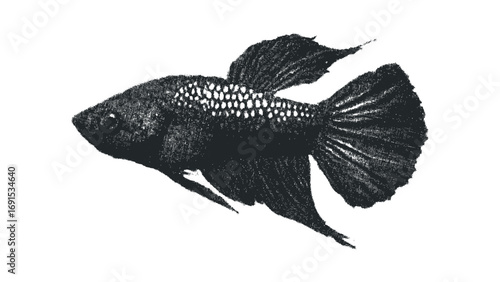 Betta Fish Image with Textured Monochrome Effect. Vector hand drawn illustration