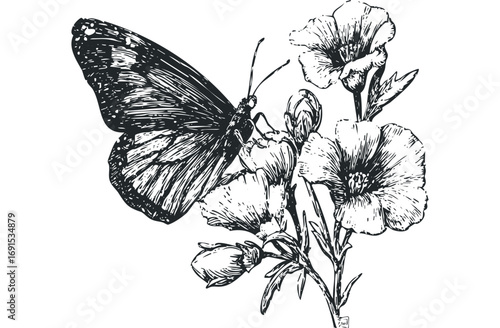 Line art drawing of a butterfly resting on blooming flowers. Vector hand drawn illustration