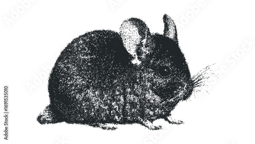 Chinchilla rodent sitting fluffy fur with whiskers. Vector hand drawn illustration