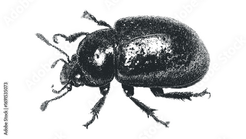 Black beetle with textured body and legs on white. Vector hand drawn illustration