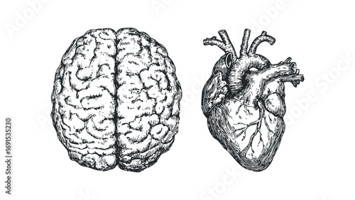 Anatomical drawings of human brain and heart with intricate details. Vector hand drawn illustration