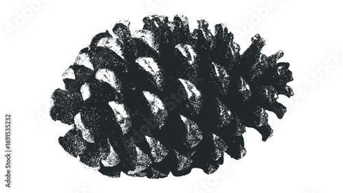 Pinecone textural detail on white. Vector hand drawn illustration