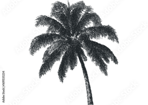 Textured monochrome palm tree isolated on white. Vector hand drawn illustration
