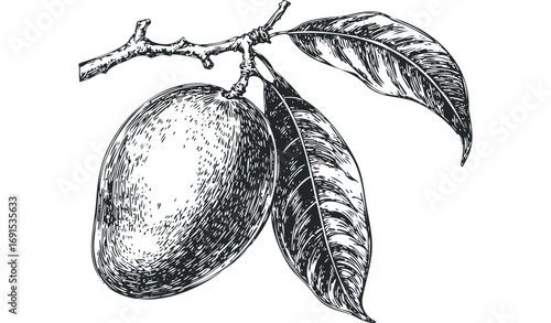 Hand Drawn Mango Fruit and Leaves. Vector hand drawn illustration