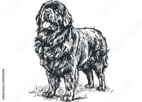 Pen and ink sketch of a large Newfoundland dog standing on grass. Vector hand drawn illustration