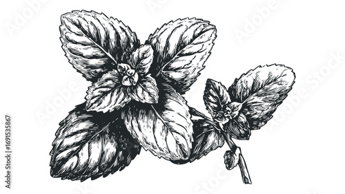 Ink sketch of mint leaves branch on transparent background. Vector hand drawn illustration
