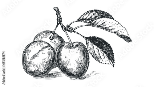 Vintage Etching of Plums on a Branch with Leaves. Vector hand drawn illustration