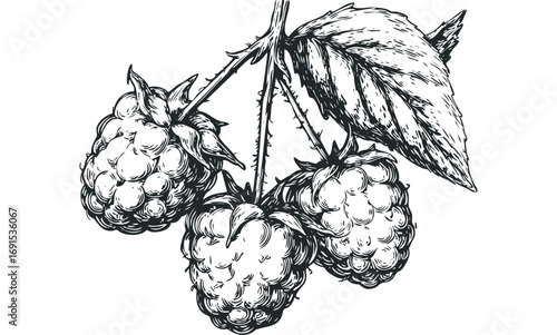 Hand Drawn Raspberry Fruit Bunch with Leaf on White. Vector hand drawn illustration