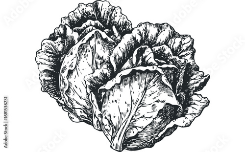 Detailed line drawing of a head of lettuce with visible leaves and texture. Vector hand drawn illustration