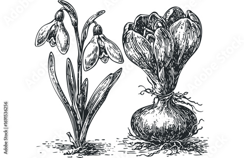 Vintage engraving style snowdrop and crocus bulb botanical illustration. Vector hand drawn illustration