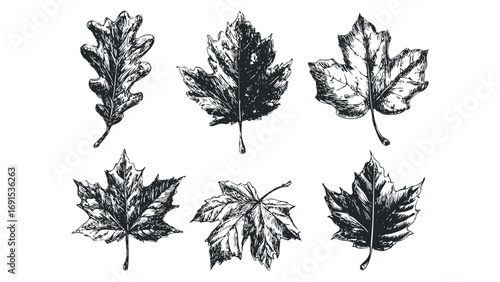 Collection of Hand Drawn Oak and Maple Leaves. Vector hand drawn illustration