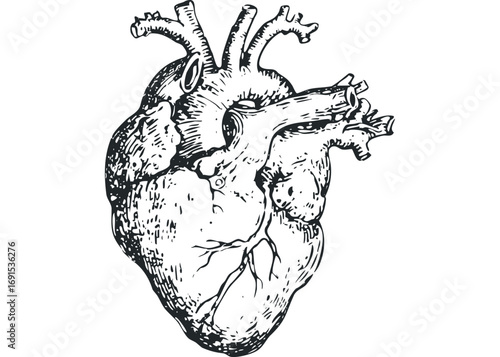 Hand Drawn Anatomical Heart Image on Transparent Background. Vector hand drawn illustration