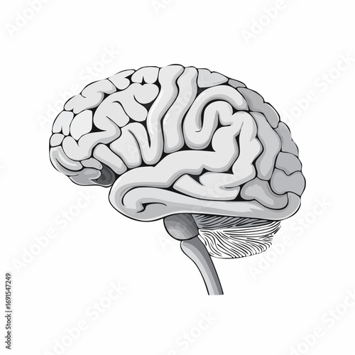 3D rendered illustration of the human brain, showcasing intricate anatomy, mind, and intelligence, isolated on a white background for medical and scientific study