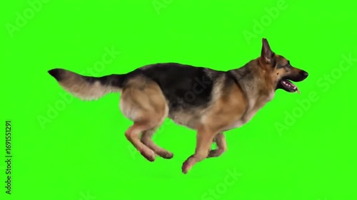 German shepherd dog running on green screen chroma key background