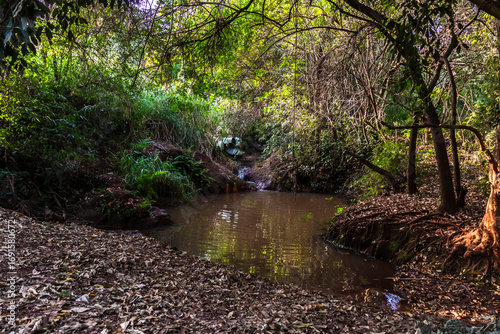Small pond in a forest area, surrounded by dense vegetation, trees and dry leaves, with reflections of the canopy on the calm water surface.