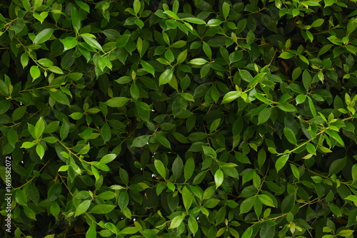 Wallpaper Mural green leaf fence in the garden, natural background in springtime Torontodigital.ca