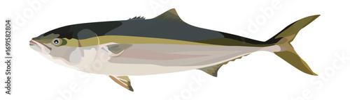 Yellowtail Amberjack Vector Icon Depicting Streamlined Body with Silvery Underside and Distinctive Yellow Tail
銀白色の腹部と黄色い尾を持つ流線型のハマチを描いた精密なベクターアイコン