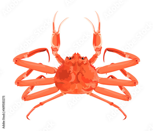 Red Crab Vector Illust Showing Symmetrical Body, Raised Claws, and Textured Shell with Vivid Coloration
左右対称の体と持ち上げたハサミ、質感のある甲羅と鮮やかな色彩を持つ赤いカニを描いたベクターイラスト