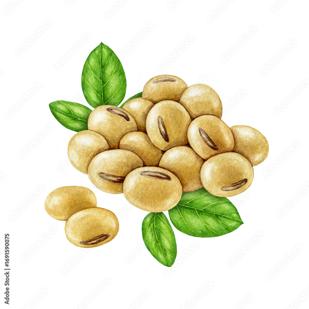 Obraz premium Soybean pile with green soya leaves isolated on white background. Hand drawn realistic watercolor illustration. Close up legume dry soya bean group natural organic vegan source of protein