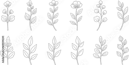 Elegant botanical line art elements for wedding invitations and minimalist design projects, beautifully hand drawn