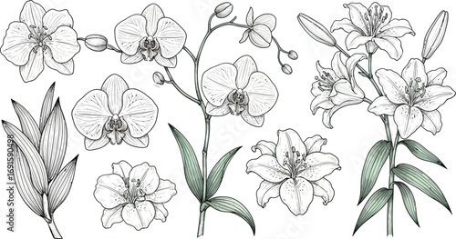 Elegant orchid and lily line art for sophisticated designs and botanical themed projects, a touch of nature's beauty