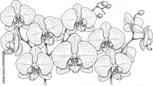 Elegant hand-drawn orchid flower illustration for wedding invitations and sophisticated design projects