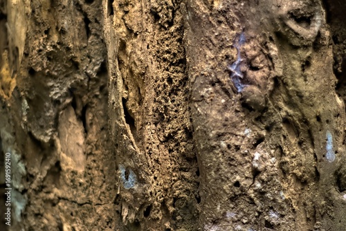 bark of a tree