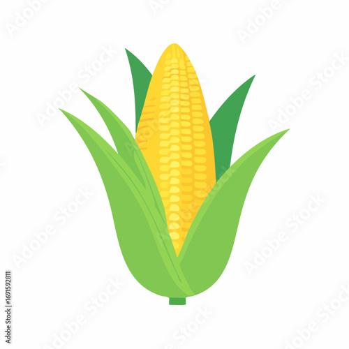 Vector corn with yellow kernels and green husk, flat style, minimal clean design, isolated