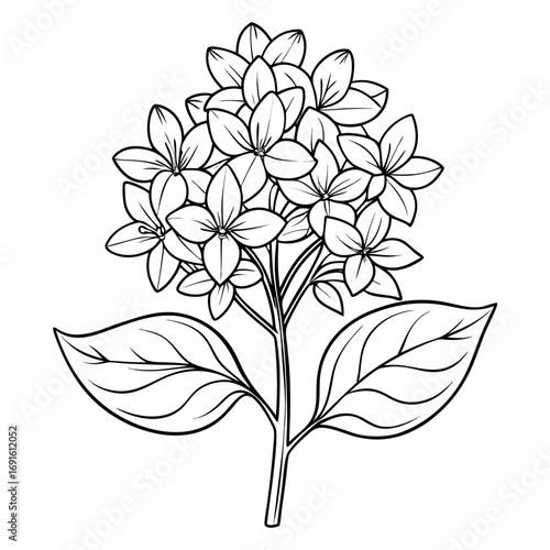 syringa meyeri palibin flower-line art-on-white