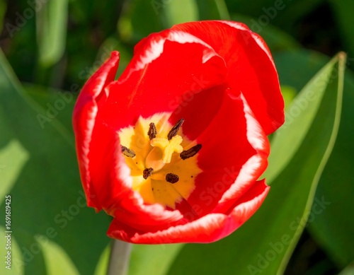 Close-up of a vibrant red tulip
